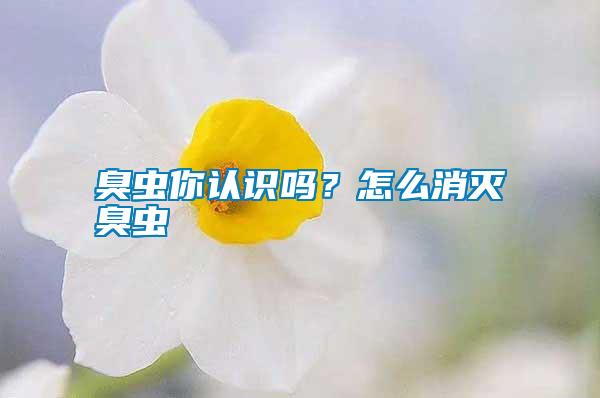 臭蟲(chóng)你認(rèn)識(shí)嗎？怎么消滅臭蟲(chóng)