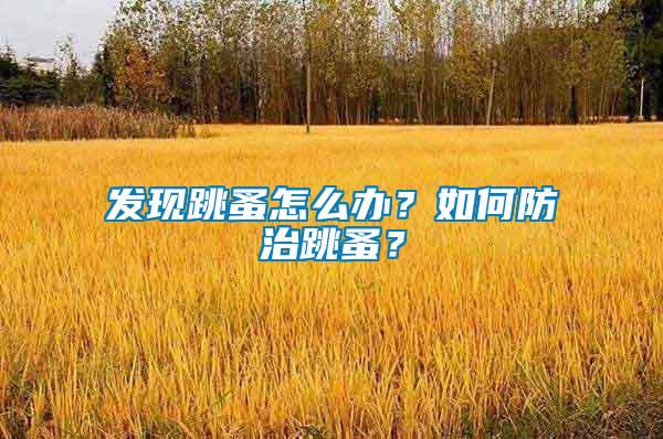 發現跳蚤怎么辦？如何防治跳蚤？