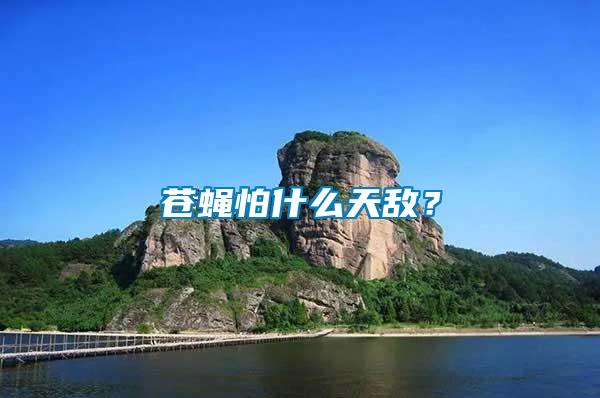 蒼蠅怕什么天敵？