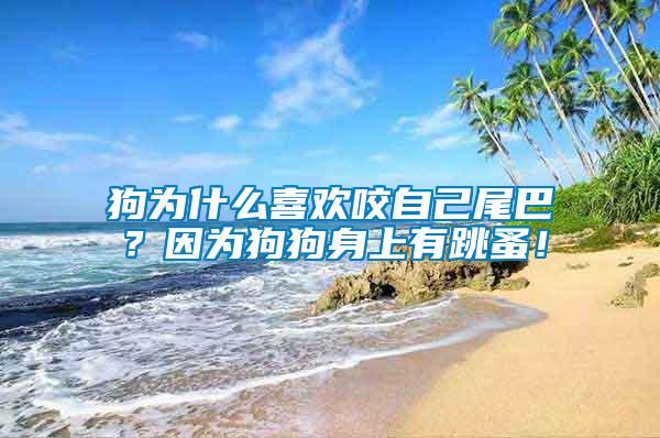 狗為什么喜歡咬自己尾巴？因為狗狗身上有跳蚤！