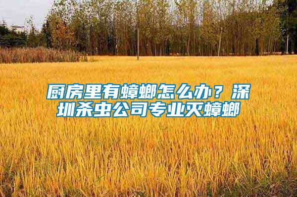 廚房里有蟑螂怎么辦？深圳殺蟲公司專業滅蟑螂