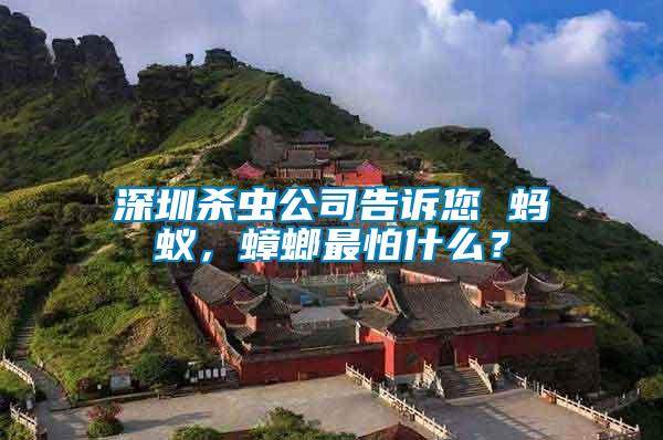 深圳殺蟲公司告訴您 螞蟻，蟑螂最怕什么？