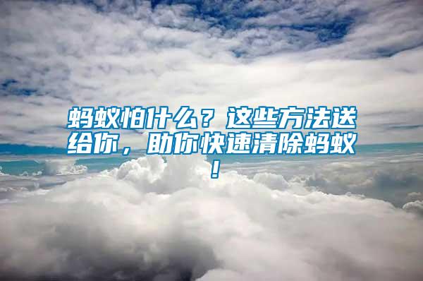 螞蟻怕什么？這些方法送給你，助你快速清除螞蟻！