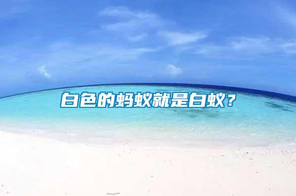 白色的螞蟻就是白蟻？