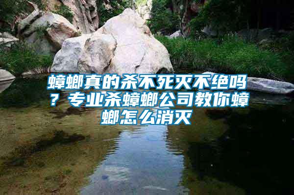 蟑螂真的殺不死滅不絕嗎？專業殺蟑螂公司教你蟑螂怎么消滅
