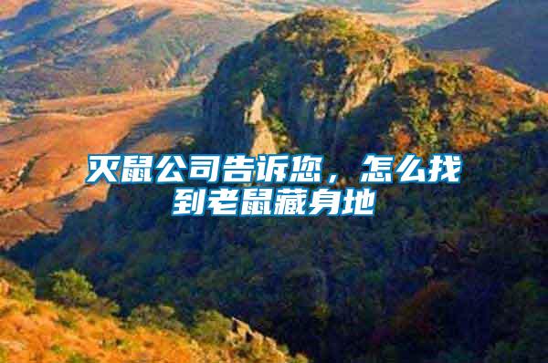 滅鼠公司告訴您，怎么找到老鼠藏身地