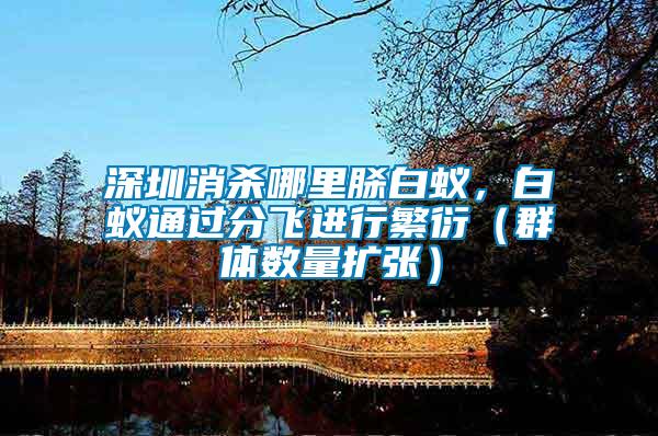 深圳消殺哪里脎白蟻，白蟻通過分飛進行繁衍（群體數量擴張）