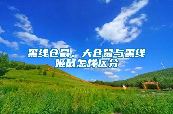 黑線倉鼠、大倉鼠與黑線姬鼠怎樣區(qū)分
