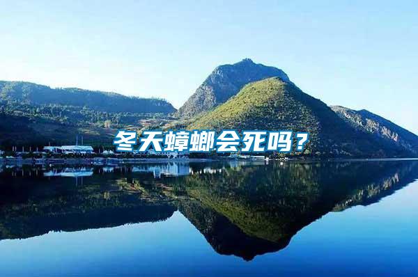冬天蟑螂會死嗎？